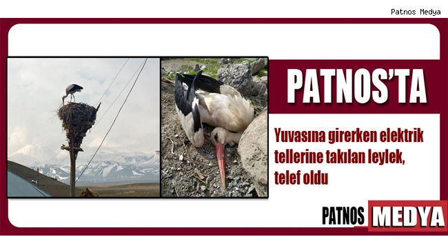 Patnos'ta elektrik tellerine takılan leylek, telef oldu