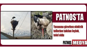 Patnos'ta elektrik tellerine takılan leylek, telef oldu