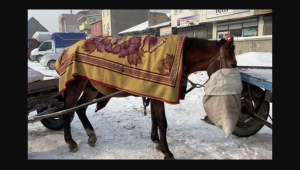 Ağrı'da atlarını battaniyeye ile sarıp soğuktan koruyorlar