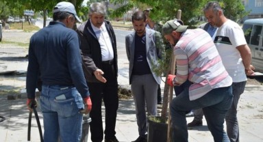Patnos Belediyesi 2 Ayda 5.000 Ağaç Dikti!