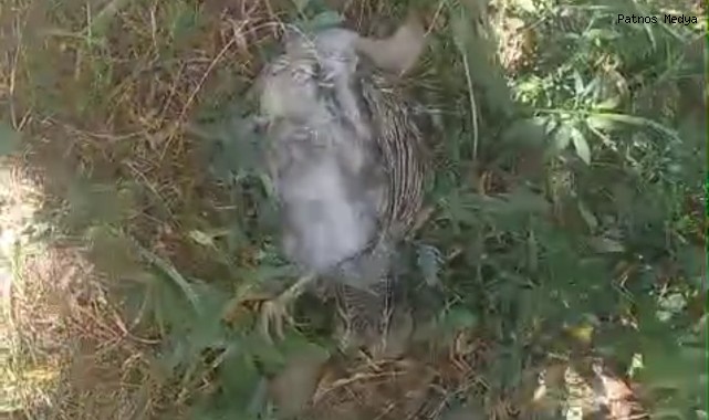 Patnos'ta Köpek Saldırısı Dehşeti